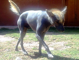 dog peruvian
